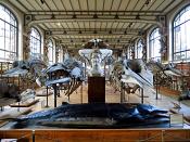 galerie de paleontologie et de anatomie comparee 12-2015 8196